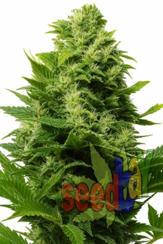 Afghan Kush Feminizowane, Nasiona Marihuany, Konopi, Cannabis