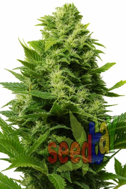 Afghan Kush Feminizowane, Nasiona Marihuany, Konopi, Cannabis