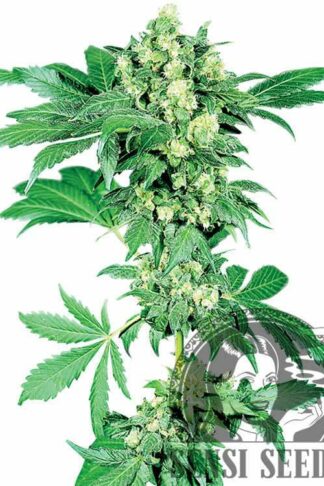 Afghani#1 Feminizowane, Nasiona Marihuany, Konopi, Cannabis