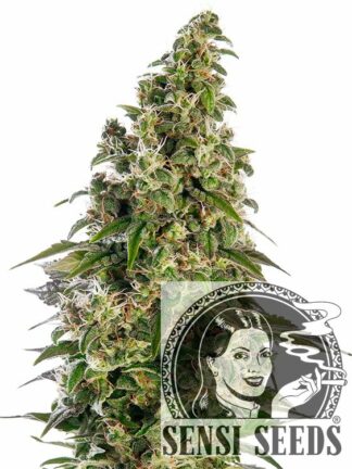 Afghani#1 Automatic Feminizowane, Nasiona Marihuany, Konopi, Cannabis