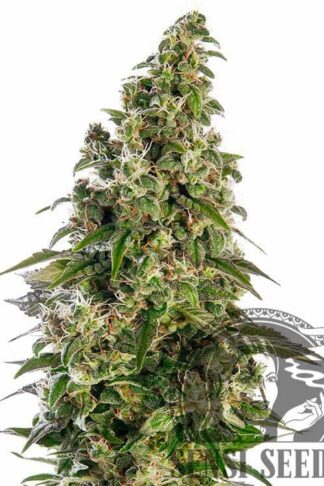 Afghani#1 Automatic Feminizowane, Nasiona Marihuany, Konopi, Cannabis