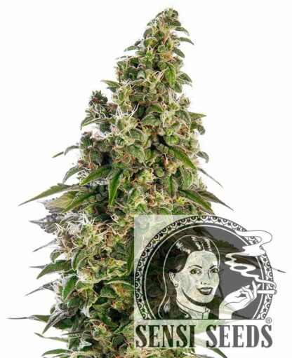 Afghani#1 Automatic Feminizowane, Nasiona Marihuany, Konopi, Cannabis