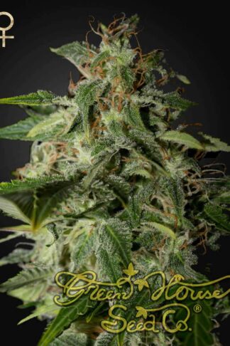 Afgooey Feminizowane, Nasiona Marihuany, Konopi, Cannabis