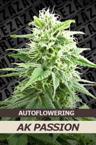 Ak Passion Automatic Feminizowane, Nasiona Marihuany, Konopi, Cannabis