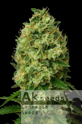 Ak472 Automatic Feminizowane, Nasiona Marihuany, Konopi, Cannabis