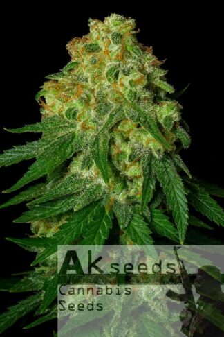 Ak482 Feminizowane, Nasiona Marihuany, Konopi, Cannabis