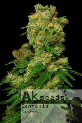 Ak482 Automatic Feminizowane, Nasiona Marihuany, Konopi, Cannabis