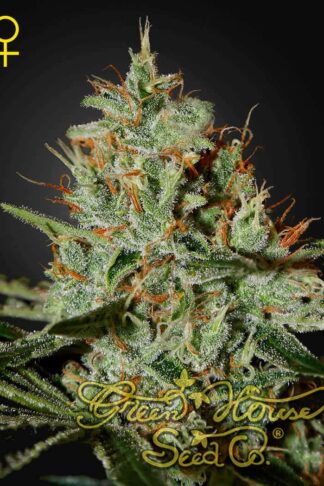 Alaskan Ice Feminizowane, Nasiona Marihuany, Konopi, Cannabis