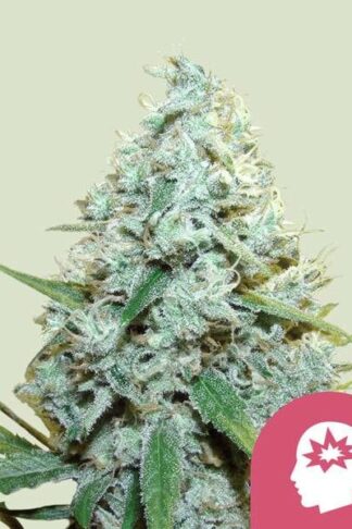 AMG - Amnesia Mac Ganja Feminizowane, Nasiona Marihuany, Konopi, Cannabis