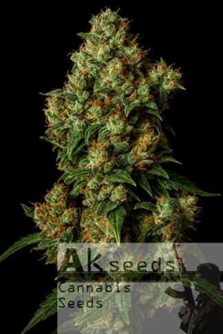 Amnesia Ak Feminizowane, Nasiona Marihuany, Konopi, Cannabis