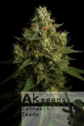 Amnesia Ak Automatic Feminizowane, Nasiona Marihuany, Konopi, Cannabis