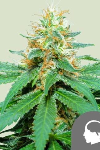 Amnesia Haze Regularne, Nasiona Marihuany, Konopi, Cannabis