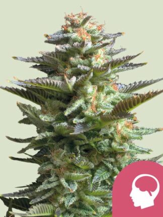 Amnesia Haze Feminizowane, Nasiona Marihuany, Konopi, Cannabis