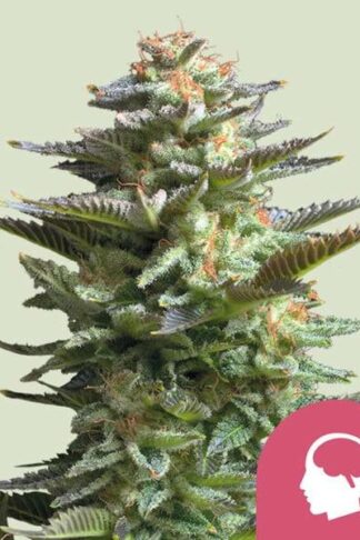 Amnesia Haze Feminizowane, Nasiona Marihuany, Konopi, Cannabis