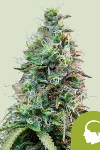 Amnesia Haze Automatic Feminizowane, Nasiona Marihuany, Konopi, Cannabis