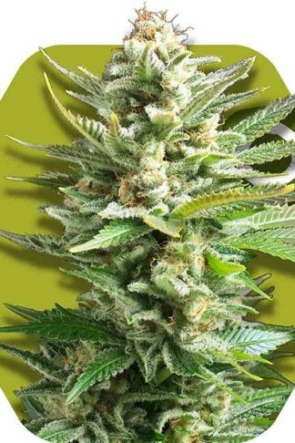 Amnesia Haze XL Feminizowane, Nasiona Marihuany, Konopi, Cannabis