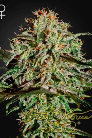 A.M.S. Feminizowane, Nasiona Marihuany, Konopi, Cannabis