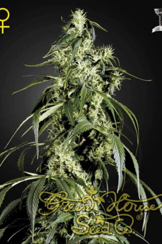 Arjan’s Haze 1 Feminizowane, Nasiona Marihuany, Konopi, Cannabis