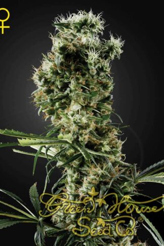 Arjan’s Haze 2 Feminizowane, Nasiona Marihuany, Konopi, Cannabis