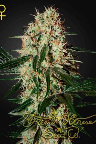 Arjan’s Haze 3 Feminizowane, Nasiona Marihuany, Konopi, Cannabis