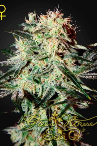 Arjan’s Strawberry Haze Feminizowane, Nasiona Marihuany, Konopi, Cannabis