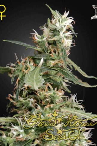 Arjan’s Ultra Haze 1 Feminizowane, Nasiona Marihuany, Konopi, Cannabis