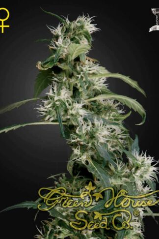 Arjan’s Ultra Haze 2 Feminizowane, Nasiona Marihuany, Konopi, Cannabis