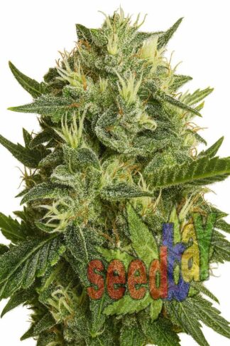 Auto Afghan Kush Feminizowane, Nasiona Marihuany, Konopi, Cannabis