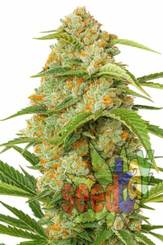 Auto Ak Passion XL Feminizowane, Nasiona Marihuany, Konopi, Cannabis