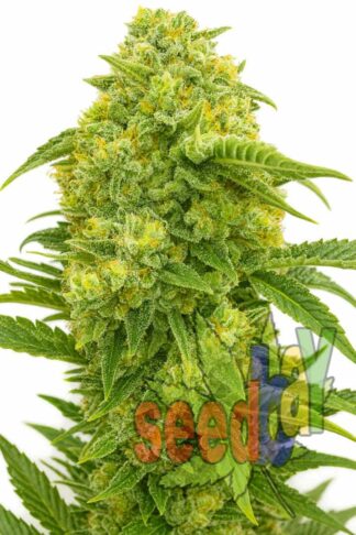 Auto Ak47 Feminizowane, Nasiona Marihuany, Konopi, Cannabis