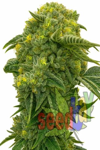 Auto Ak47 XXL Feminizowane, Nasiona Marihuany, Konopi, Cannabis