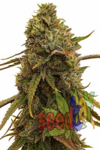 Auto Amnesia XXL Feminizowane, Nasiona Marihuany, Konopi, Cannabis