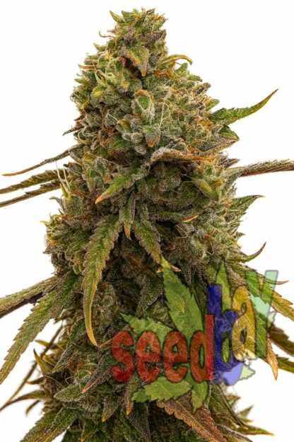 Auto Amnesia XXL Feminizowane, Nasiona Marihuany, Konopi, Cannabis