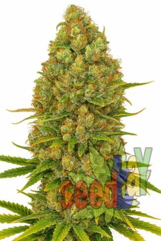 Auto Big Bud XL Feminizowane, Nasiona Marihuany, Konopi, Cannabis