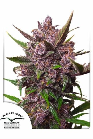 Auto Blackberry Kush Feminizowane, Nasiona Marihuany, Konopi, Cannabis