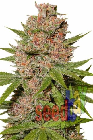 Auto Blue Kush Feminizowane, Nasiona Marihuany, Konopi, Cannabis