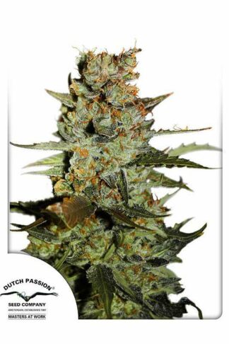 Auto Blueberry Feminizowane, Nasiona Marihuany, Konopi, Cannabis