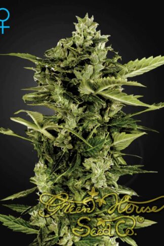 Auto-Bomb Feminizowane, Nasiona Marihuany, Konopi, Cannabis