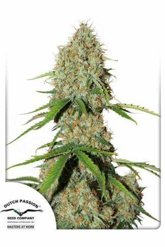 Auto Brooklyn Sunrise Feminizowane, Nasiona Marihuany, Konopi, Cannabis