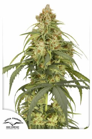 Auto CBD-Victory Feminizowane, Nasiona Marihuany, Konopi, Cannabis
