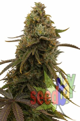 Auto Chronic Feminizowane, Nasiona Marihuany, Konopi, Cannabis