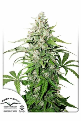 Auto Cinderella Jack Feminizowane, Nasiona Marihuany, Konopi, Cannabis