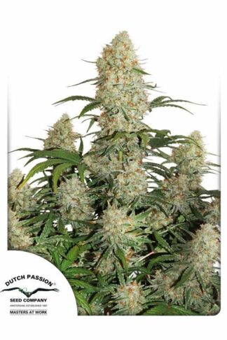 Auto Critical Orange Punch Feminizowane, Nasiona Marihuany, Konopi, Cannabis