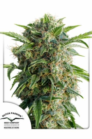 Auto Daiquiri Lime Feminizowane, Nasiona Marihuany, Konopi, Cannabis