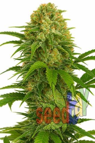 Auto Diesel Ryder Feminizowane, Nasiona Marihuany, Konopi, Cannabis