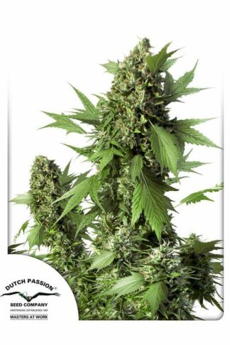 Auto Duck Feminizowane, Nasiona Marihuany, Konopi, Cannabis