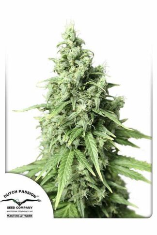 Auto Durban Poison Feminizowane, Nasiona Marihuany, Konopi, Cannabis