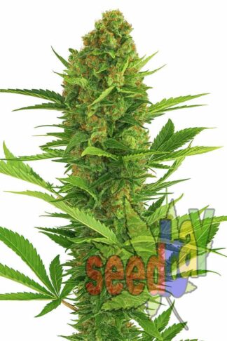 Auto Early Skunk Feminizowane, Nasiona Marihuany, Konopi, Cannabis