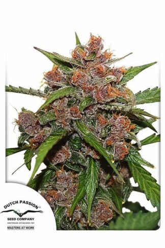 Auto Frisian Dew Feminizowane, Nasiona Marihuany, Konopi, Cannabis