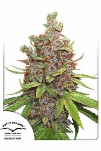 Auto Glueberry O.G. Feminizowane, Nasiona Marihuany, Konopi, Cannabis